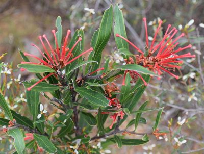 Grevillea dimorpha, photographed by Kevin Sparrow