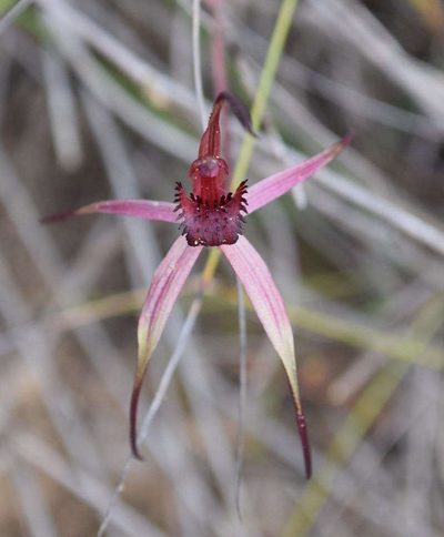 Caladenia grampiana, photographed by Kevin Sparrow