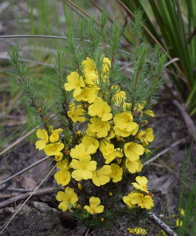 Hibbertia prostrata, photographed by Kevin Sparrow