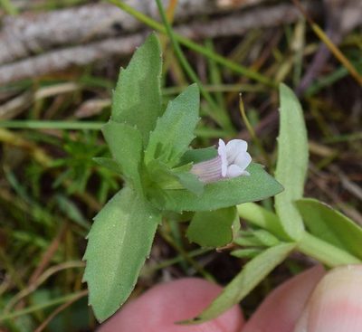 Gratiola pubescens, photographed by Kevin Sparrow