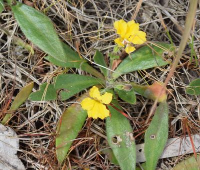 Goodenia humilis, photographed by Kevin Sparrow
