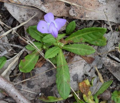 Mazus pumilio, photographed by Kevin Sparrow