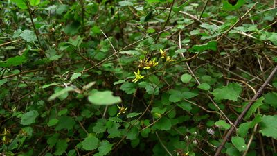 Brachyglottis sciadophila, photographed by Sarah Richardson