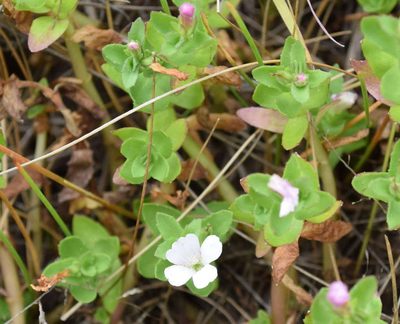 Gratiola pubescens, photographed by Kevin Sparrow