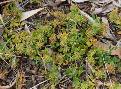 Opercularia ovata, photographed by Kevin Sparrow