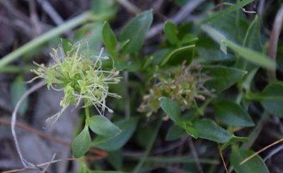 Opercularia ovata, photographed by Kevin Sparrow