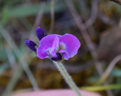 Glycine latrobeana, photographed by Kevin Sparrow