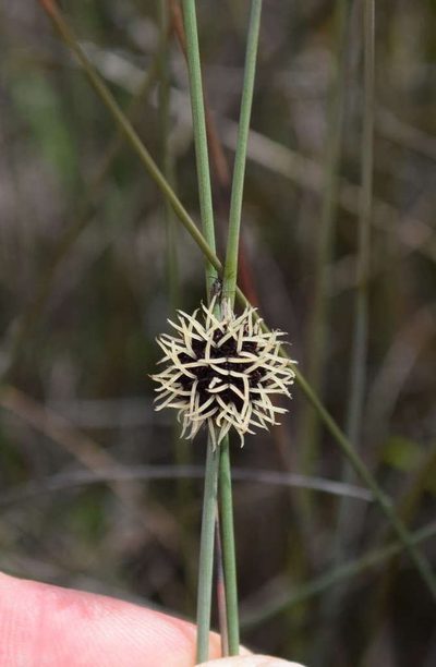 Chorizandra enodis, photographed by Kevin Sparrow