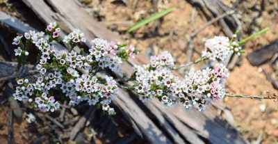 Micromyrtus ciliata, photographed by Kevin Sparrow