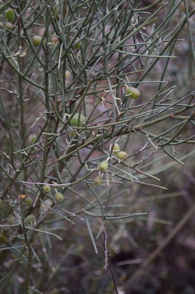 Leptomeria aphylla, photographed by Kevin Sparrow