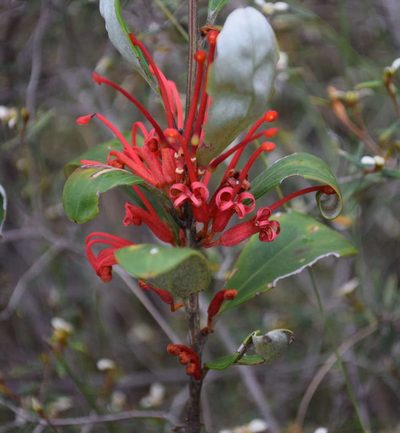 Grevillea dimorpha, photographed by Kevin Sparrow