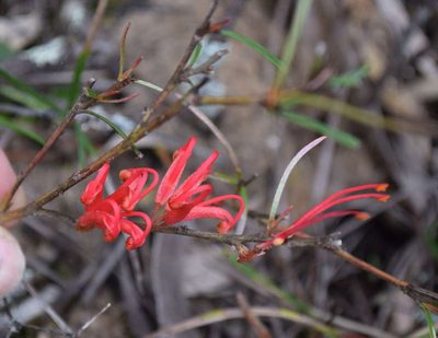 Grevillea dimorpha, photographed by Kevin Sparrow