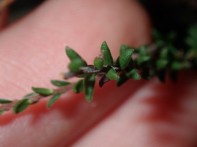 Leucopogon microphyllus, photographed by Thomas Mesaglio