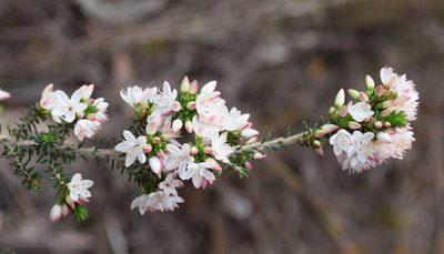 Calytrix alpestris, photographed by Kevin Sparrow