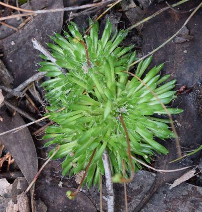 Stylidium soboliferum, photographed by Kevin Sparrow