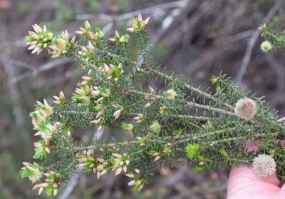 Calytrix alpestris, photographed by Kevin Sparrow