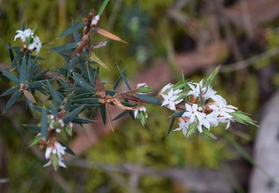 Brachyloma depressum, photographed by Kevin Sparrow