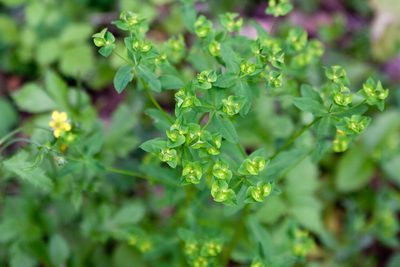 Euphorbia stricta, photographed by Екатерина Кропочева