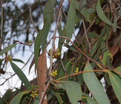 Eucalyptus falciformis, photographed by Kevin Sparrow