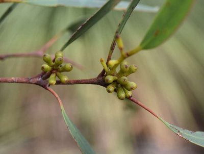 Eucalyptus falciformis, photographed by Kevin Sparrow
