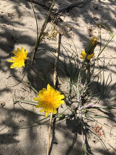 Tragopogon heterospermus, photographed by Petras Kudaras