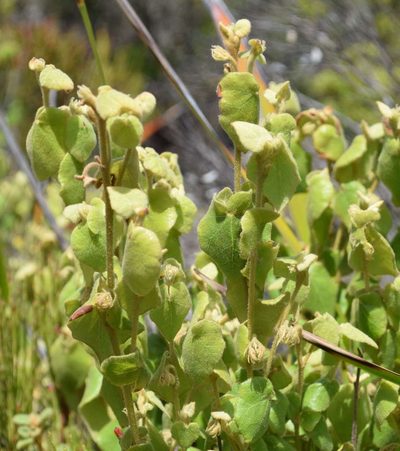 Lasiopetalum schulzenii, photographed by Kevin Sparrow