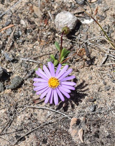Brachyscome parvula, photographed by Kevin Sparrow