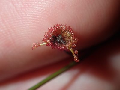 Drosera peltata, photographed by Thomas Mesaglio