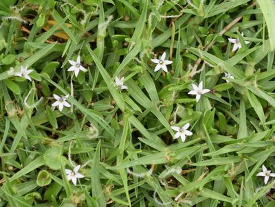 Lobelia irrigua, photographed by Kevin Sparrow