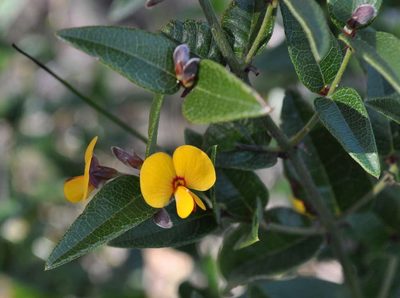 Bossiaea parviflora, photographed by Kevin Sparrow