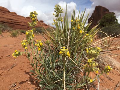 Oreocarya flava, photographed by Robbie Hannawacker