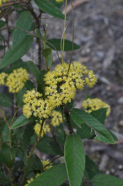 Pomaderris lanigera, photographed by Kevin Sparrow
