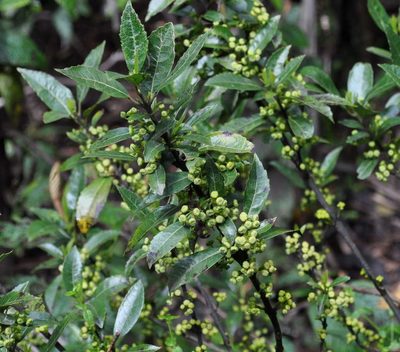Hedycarya angustifolia, photographed by Kevin Sparrow