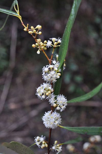 Eucalyptus elata, photographed by Kevin Sparrow