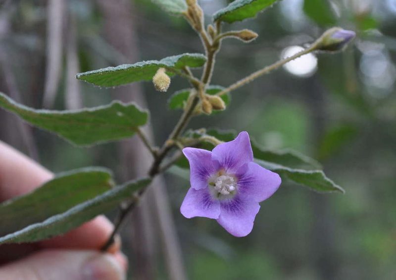 Howittia trilocularis, photographed by Kevin Sparrow