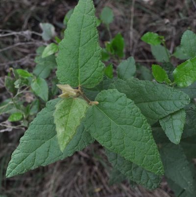 Howittia trilocularis, photographed by Kevin Sparrow