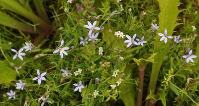 Lobelia pratioides, photographed by Kevin Sparrow