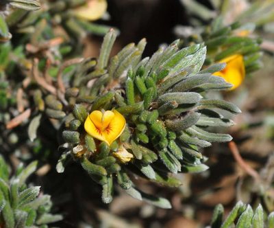 Pultenaea canaliculata, photographed by Kevin Sparrow