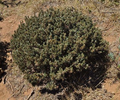 Pultenaea canaliculata, photographed by Kevin Sparrow