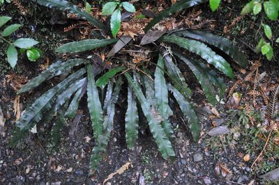 Austroblechnum patersonii, photographed by Kevin Sparrow