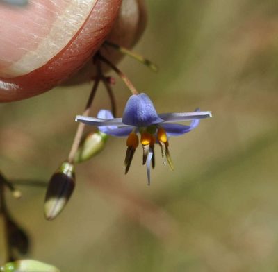 Dianella callicarpa, photographed by Kevin Sparrow