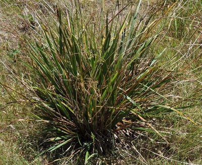 Dianella callicarpa, photographed by Kevin Sparrow