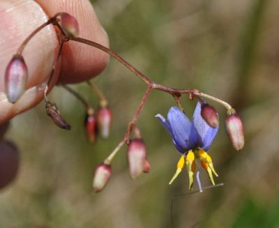Dianella callicarpa, photographed by Kevin Sparrow