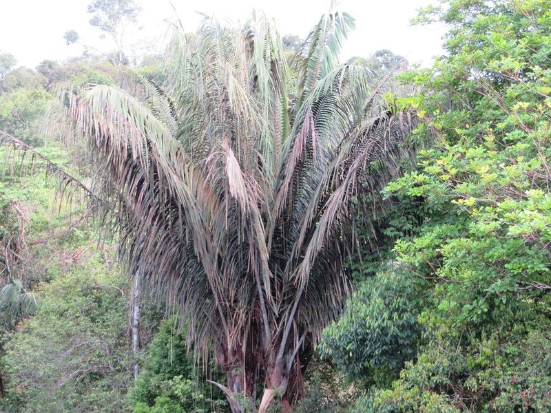 Oenocarpus bataua, photographed by Jens-Christian Svenning