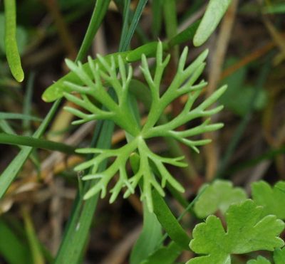 Ranunculus inundatus, photographed by Kevin Sparrow