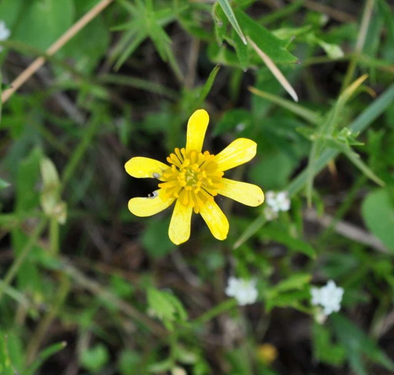 Ranunculus amplus, photographed by Kevin Sparrow
