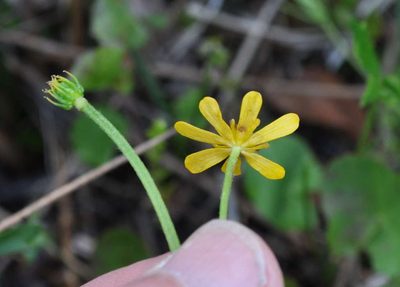 Ranunculus amplus, photographed by Kevin Sparrow