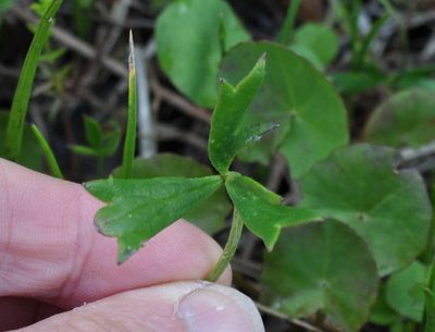Ranunculus amplus, photographed by Kevin Sparrow