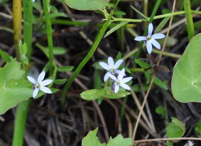 Lobelia pratioides, photographed by Kevin Sparrow