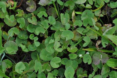 Centella cordifolia, photographed by Kevin Sparrow